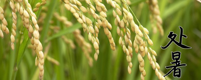 处暑节气的风俗食物 关于处暑节气的风俗食物