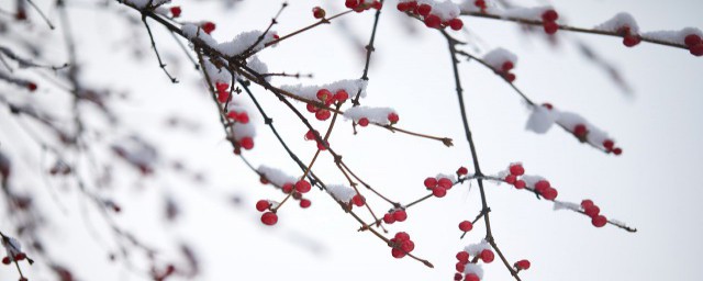 小雪节气的人生寓意 小雪节气是什么意思