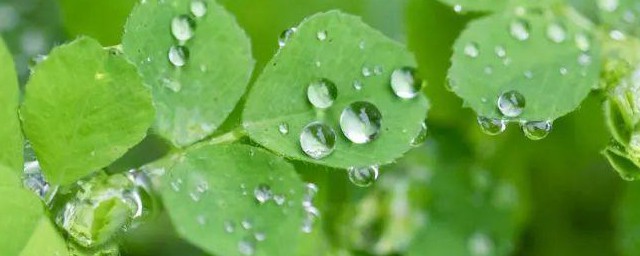 雨水节气的人生寓意 雨水节气的人生寓意是什么