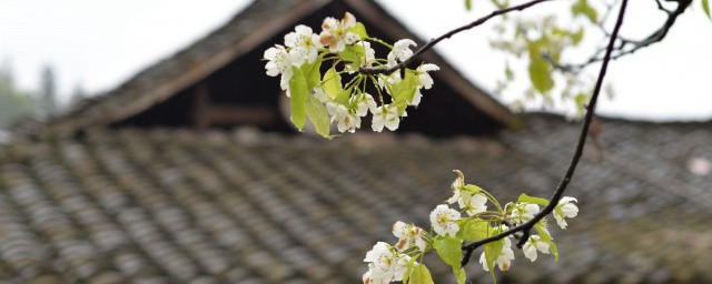 清明节气的由来 清明节气的来历