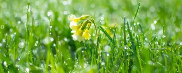 雨水节气养生知识 雨水节气怎么养生