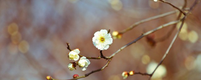 立春节气养生 立春节气养生养生小知识