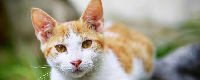 怎么挑猫 选购小猫的窍门