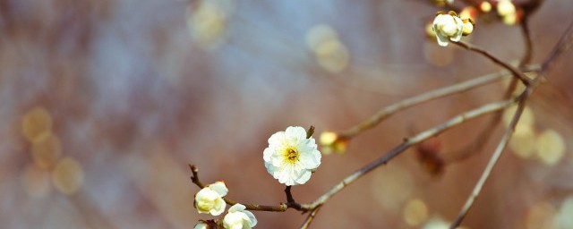 立春节气是什么意思 立春节气的解释