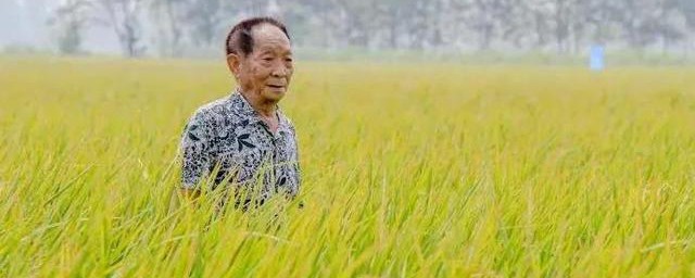杂交水稻是什么技术 杂交水稻技术简单简介