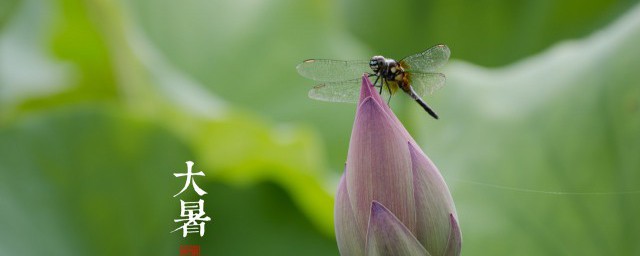 大暑节气是什么意思 大暑节气的含义