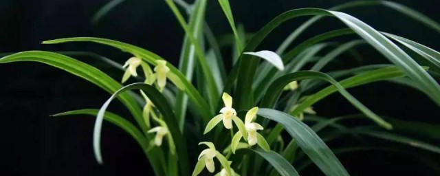 兰花品质 兰花有着怎样的品质