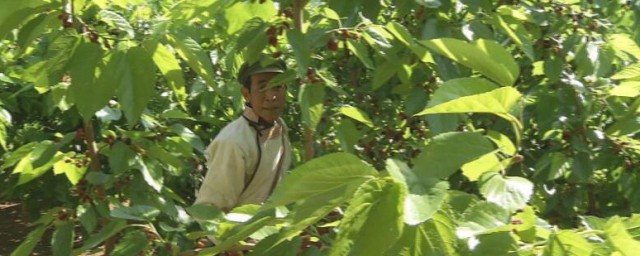 桑树插枝种植要领 桑树插枝种植要领是如何的