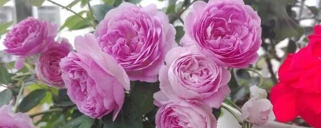 玛格丽特王妃月季花的特点 关于玛格丽特王妃月季花的介绍