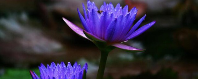 蓝莲花象征什么 蓝莲花象征道理