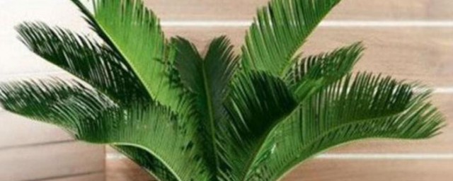 铁树必须养一公一母吗 铁树是不是必须养一公一母