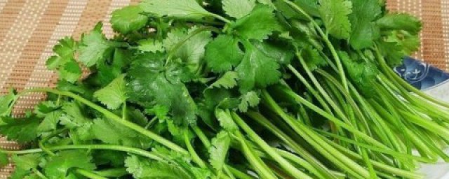 香菜种子直接撒土里能发芽吗 香菜种子怎么种植最优质?