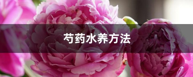 芍药水养方法 芍药水养有什么方法