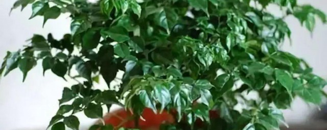 有锯齿的是幸福树还是绿宝 绿宝和幸福树那种有锯齿