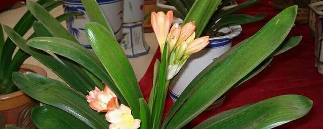 君子兰不开花怎么办才能让它开花 妙招让君子兰开花