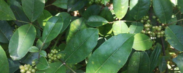 芸香科植物有哪些 关于芸香科植物的简介