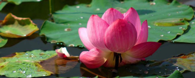 水芙蓉的养殖办法和注意事项 怎样养护水芙蓉和忌讳