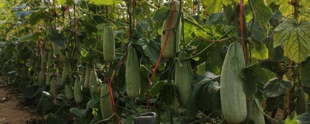 羊角蜜露天种植技术 怎么种植羊角蜜