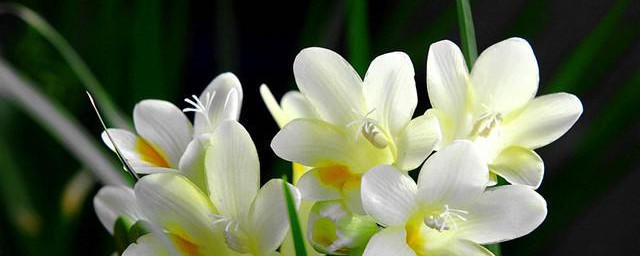 香水兰开完花怎么办 香水兰开完花后的处理方法