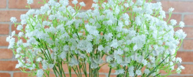 满天星种子一般多久发芽生长花? 满天星种子一般多长时间发芽生长花
