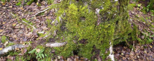 青苔的小知识 苔藓养护小常识