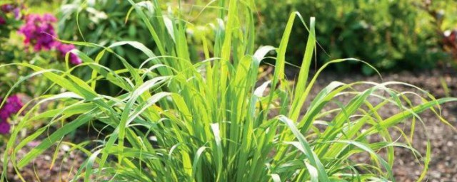 种什么花草可以驱蚊驱虫 种哪些花草可以驱蚊驱虫