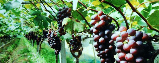 葡萄种植需要施什么肥料 葡萄种植需要施哪些肥料