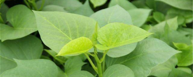 红薯叶怎么储存 红薯叶保存方法