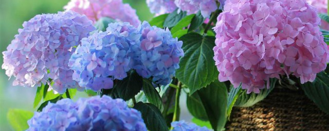 绣球花怎样养 养殖绣球花的技巧