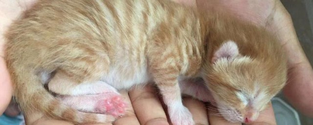 刚出生的小猫可以吃葡萄糖吗 刚出生的小猫可不可以吃葡萄糖