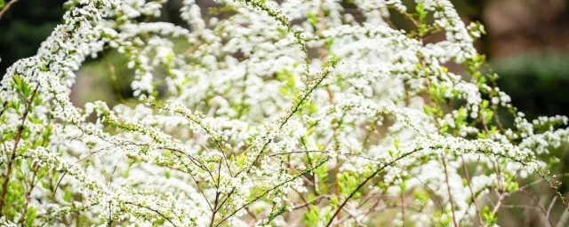 雪柳开完花还能活吗 雪柳开完花会不会成活了
