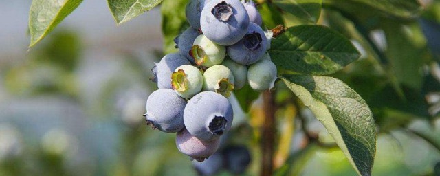 蓝莓花坐果与没坐果区别 蓝莓花坐果与没坐果有哪些区别呢