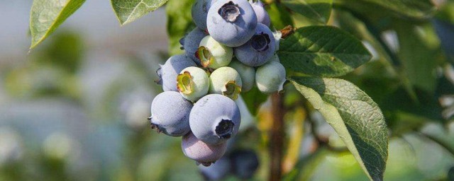 蓝莓花坐果与没坐果区别 蓝莓花坐果与没坐果有哪些区别呢