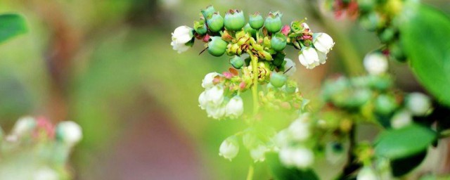 蓝莓开什么颜色的花 蓝莓开花是什么颜色的