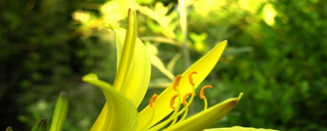 黄花菜如何储存 黄花菜的储存办法