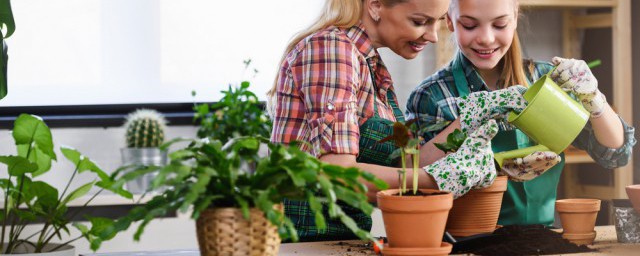 培育绿植小妙招 培育绿植有哪些妙招