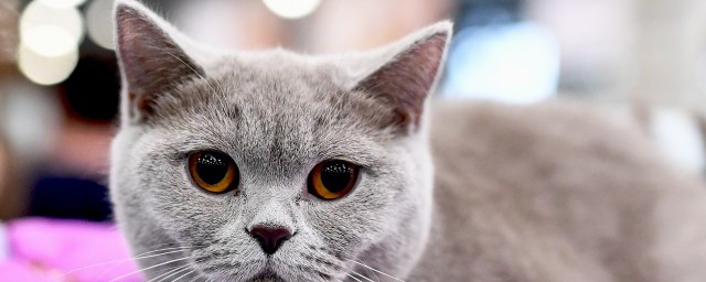猫咪生毛技巧 如何给猫咪生毛