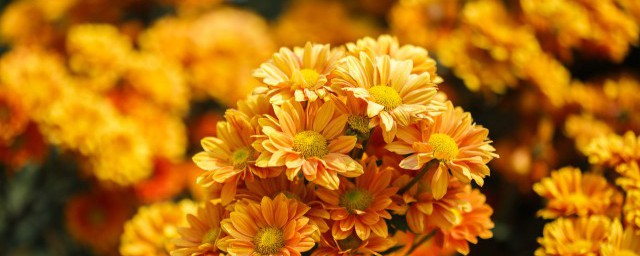 菊花怎么储存 菊花储存的方法