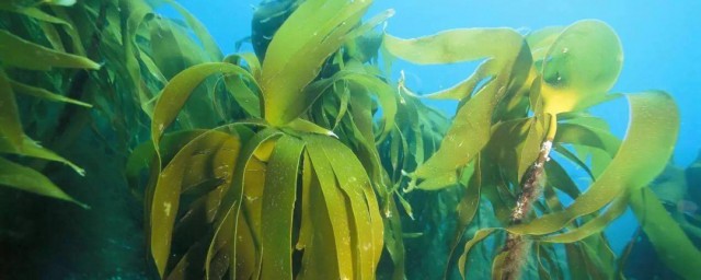 海底里的植物海带和海草的特点 海带和海草的特点