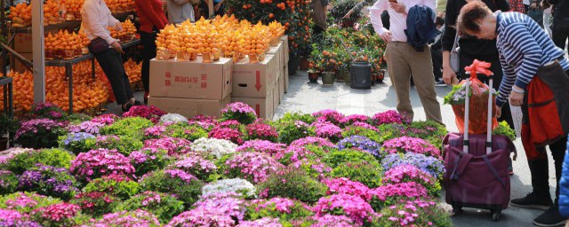 花籽如何种 花籽的播种要领