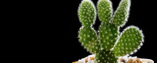 仙人掌怎么种 仙人掌种植的做法
