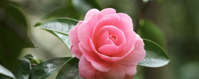 怎么给花浇水 给花浇水的技巧