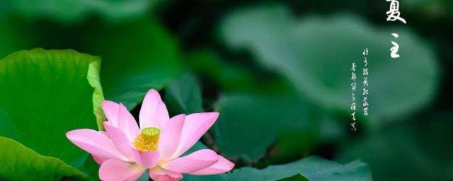 夏至节气的特点和风俗 夏至节气的特点和风俗简单介绍