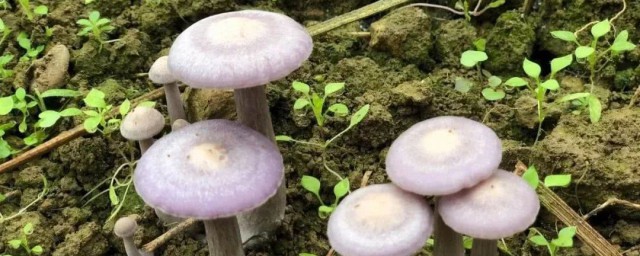 种蘑菇怎么种 怎么种蘑菇