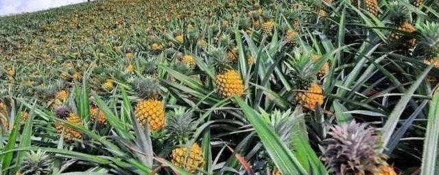 菠萝如何种的 菠萝的种植技巧