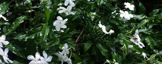 枙子花怎样养得好? 枙子花养殖的做法