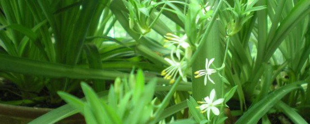 吊兰会不会开花 吊兰的花期介绍