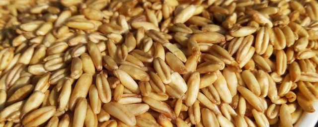 麦米怎么吃 麦米怎么做好吃
