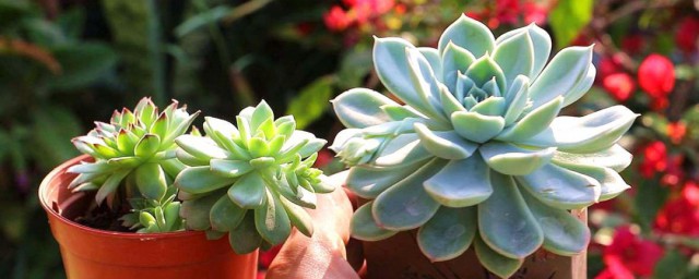 怎么养肉肉 多肉植物的养殖技巧