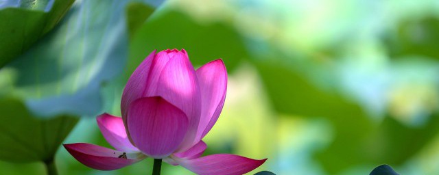 怎么养荷花 荷花的养殖方法